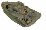 Incredible Lower Jurassic Crocodile Skull - North Whitby, England #123531-3